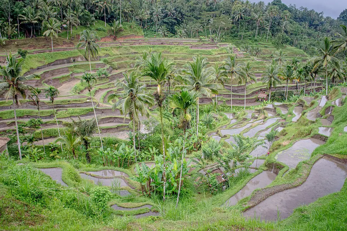Tegallalang rice terraces