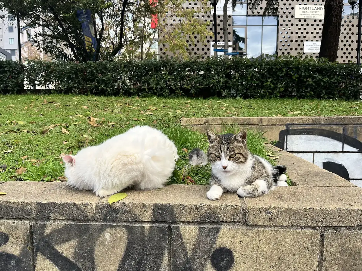 Cats in Feneryolu
