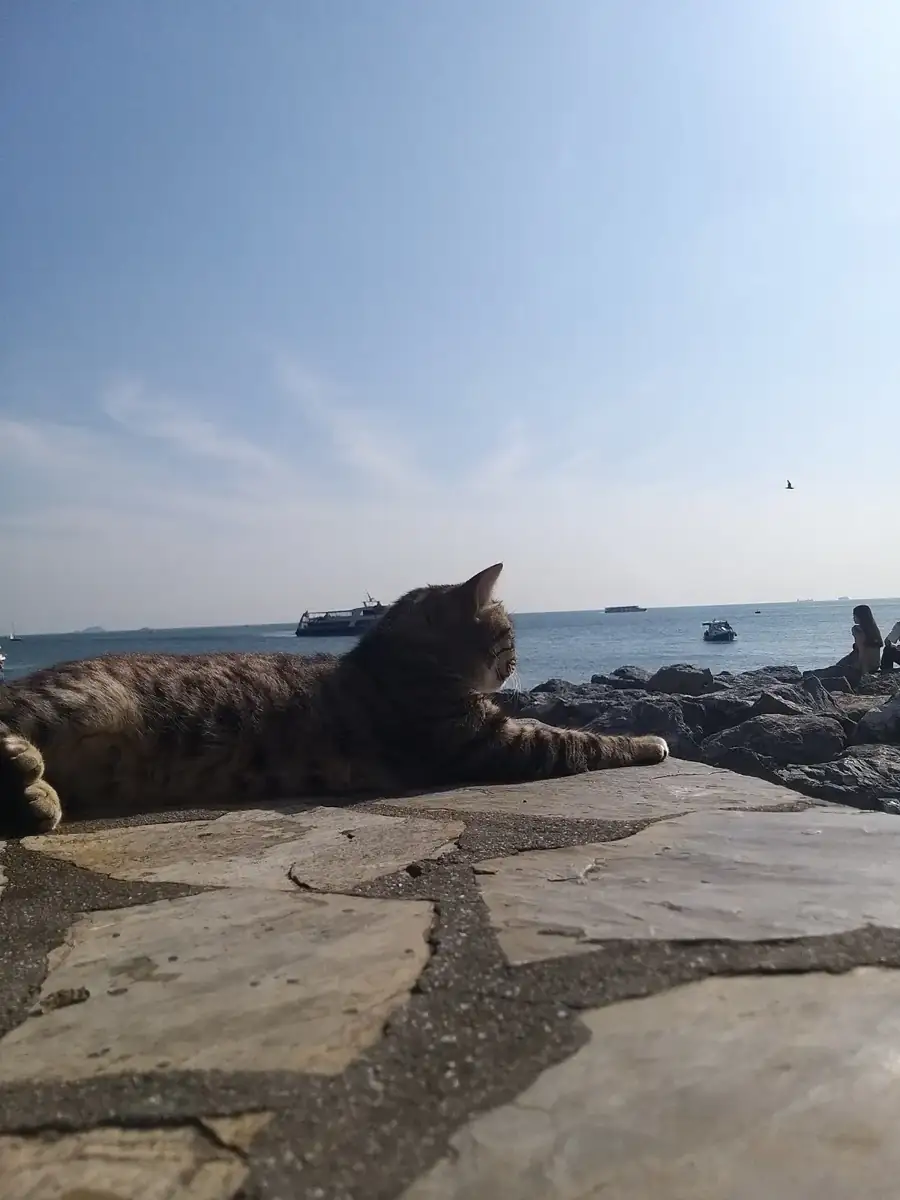 A cat on the rocks by the sea in Moda
