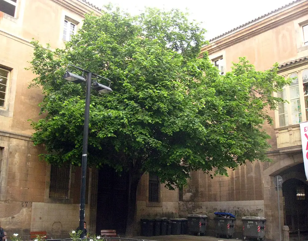 The courtyard of the Antic Hospital de la Santa Creu